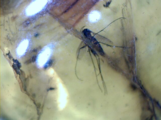 Dominican Amber Specimen with Flying Insects & Mosquito   (030124j)