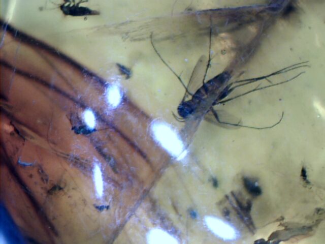 Dominican Amber Specimen with Flying Insects & Mosquito   (030124j) - Image 2