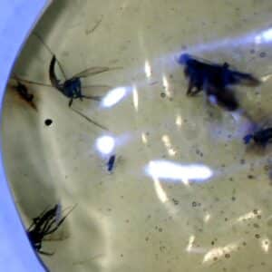 Dominican Amber Specimen with Flying Insects & Mosquitos   (030124p)