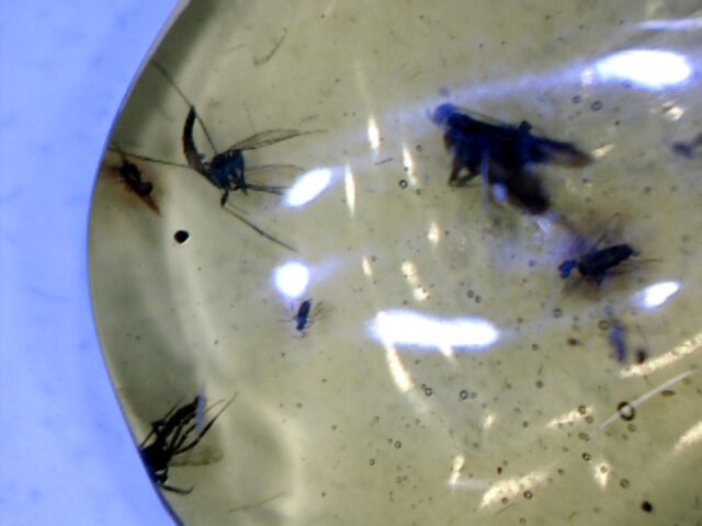 Dominican Amber Specimen with Flying Insects & Mosquitos   (030124p)