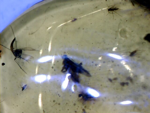 Dominican Amber Specimen with Flying Insects & Mosquitos   (030124p) - Image 2