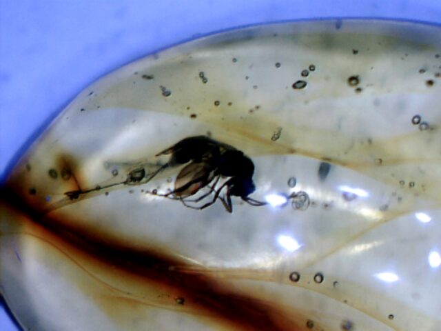 Dominican Amber Specimen with Wasp  (030124n)