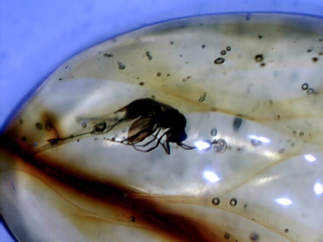 Dominican Amber Specimen with Wasp  (030124n) - Image 2