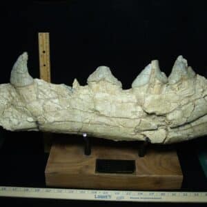 Basilosaurus Jaw– Ancient Whale (022924w)