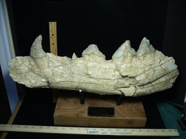 Basilosaurus Jaw– Ancient Whale (022924w)