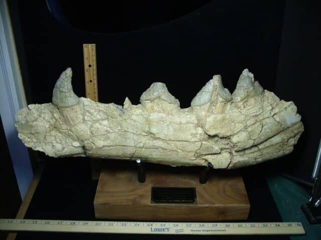 Basilosaurus Jaw– Ancient Whale (022924w) - Image 3