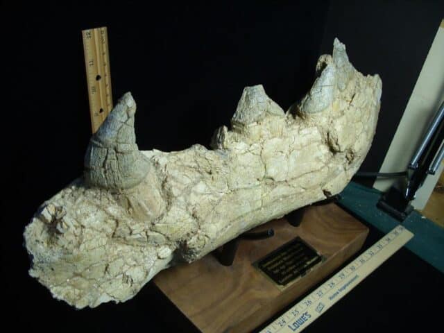 Basilosaurus Jaw– Ancient Whale (022924w) - Image 4