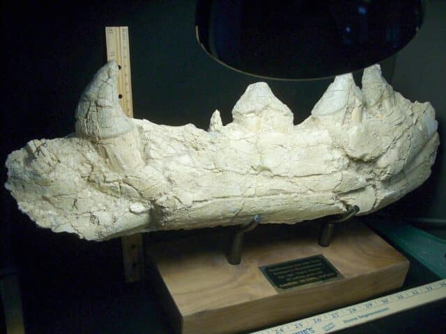 Basilosaurus Jaw– Ancient Whale (022924w) - Image 6