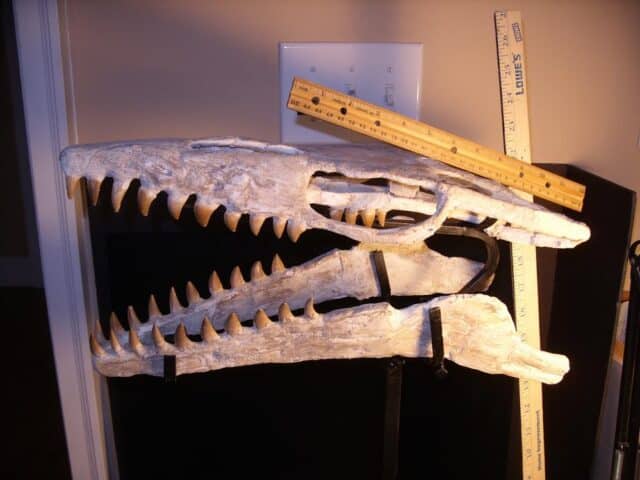 Mosasaur Skull with Teeth (022924y),,,,ON HOLD for RS,,,03/16/24