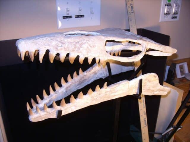 Mosasaur Skull with Teeth (022924y),,,,ON HOLD for RS,,,03/16/24 - Image 4