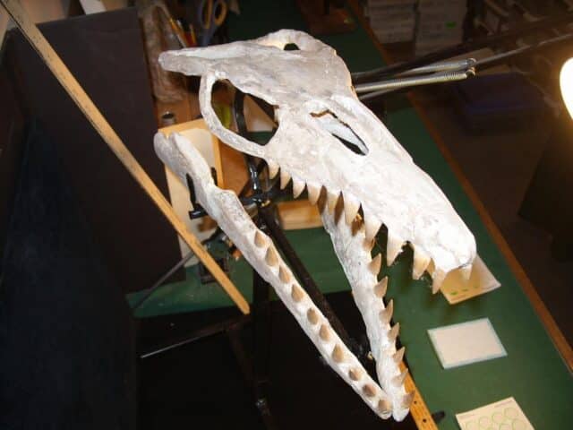 Mosasaur Skull with Teeth (022924y),,,,ON HOLD for RS,,,03/16/24 - Image 5