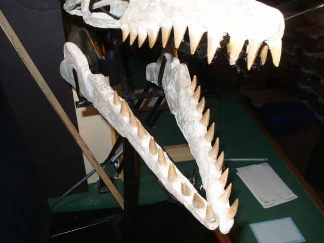 Mosasaur Skull with Teeth (022924y),,,,ON HOLD for RS,,,03/16/24 - Image 6