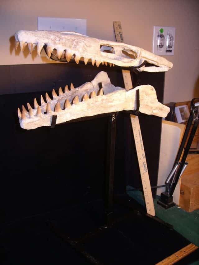 Mosasaur Skull with Teeth (022924y),,,,ON HOLD for RS,,,03/16/24 - Image 3