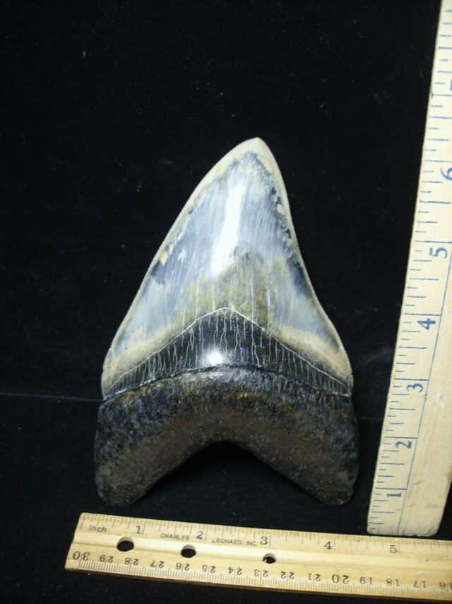 Massive Fossil Megalodon Shark Tooth (032324c) - Image 3