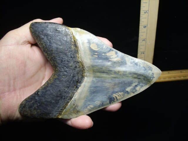 Massive Fossil Megalodon Shark Tooth (032324c)