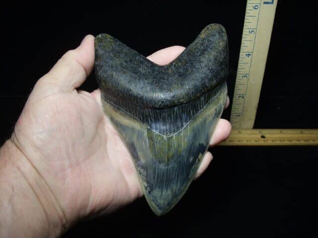 Massive Fossil Megalodon Shark Tooth (032324c) - Image 4