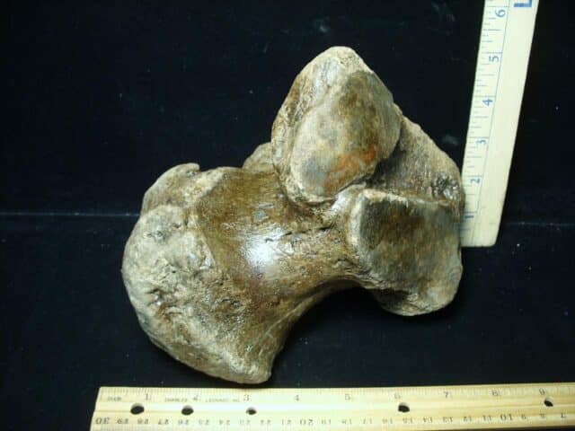 Fossilized Mammoth Calcaneum (Heal Bone) (032324d) - Image 2
