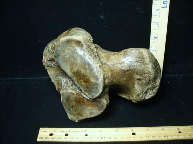 Fossilized Mammoth Calcaneum (Heal Bone) (032324d)