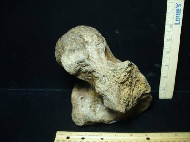 Fossilized Mammoth Calcaneum (Heal Bone) (032324d) - Image 3