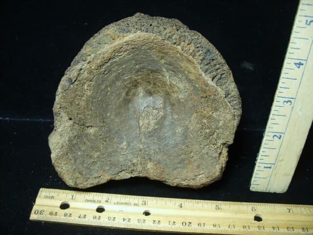 Fossilized Mammoth Vertebra (032324g)...ON HOLD for Michael S  03/28/24