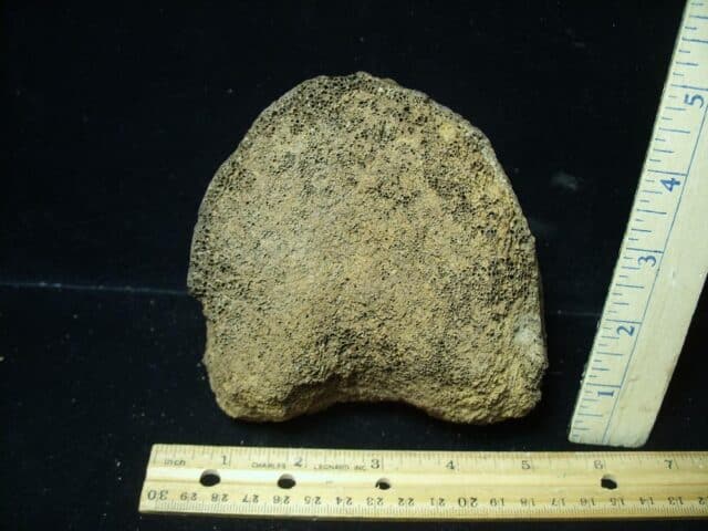 Fossilized Mammoth Vertebra (032324g)...ON HOLD for Michael S  03/28/24 - Image 2