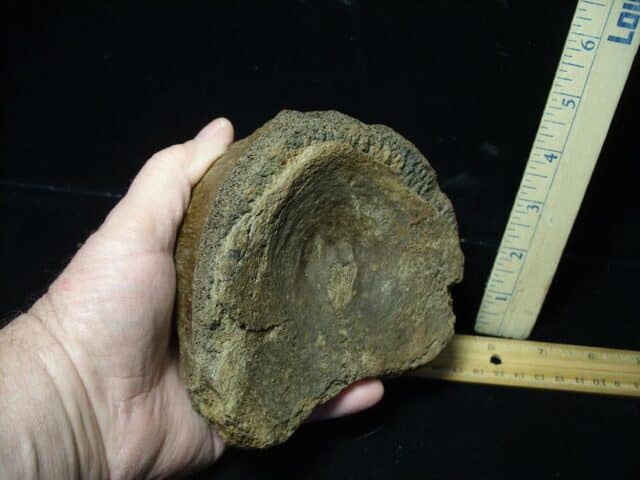 Fossilized Mammoth Vertebra (032324g)...ON HOLD for Michael S  03/28/24 - Image 3