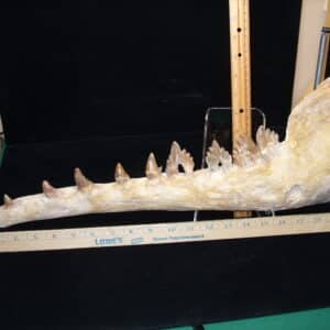 Basilosaurus Jaw– Ancient Whale (020725h))