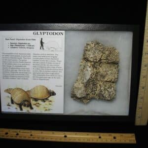 Fossil Glyptodon Scute Plate  (032324j)