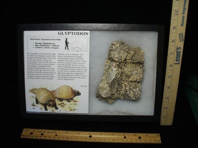 Fossil Glyptodon Scute Plate  (032324j)