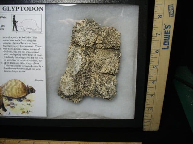 Fossil Glyptodon Scute Plate  (032324j) - Image 3
