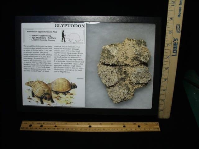 Fossil Glyptodon Scute Plate  (032324k)