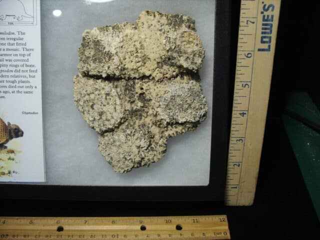 Fossil Glyptodon Scute Plate  (032324k) - Image 3