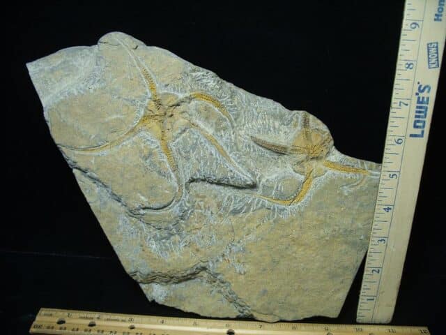 Fossilized Starfish on Matrix  (040124a)