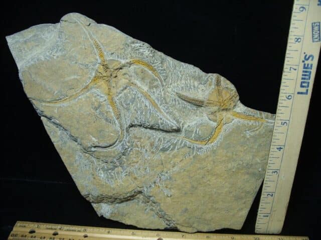 Fossilized Starfish on Matrix  (040124a) - Image 3