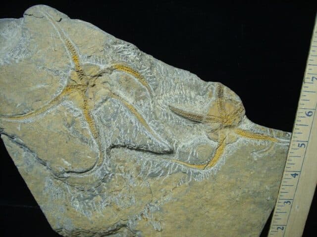 Fossilized Starfish on Matrix  (040124a) - Image 2