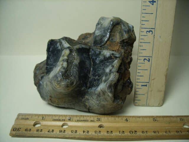 "Partial" Mastodon americanum  Molar (041424c)