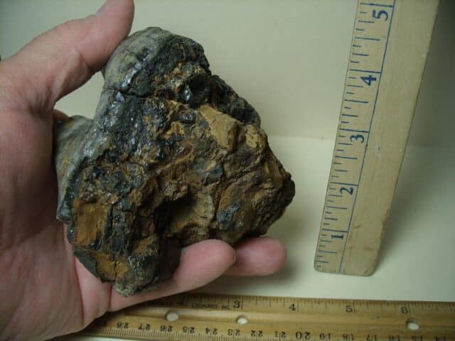 "Partial" Mastodon americanum  Molar (041424c) - Image 4