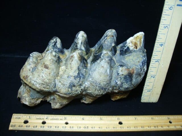 Mastodon americanum  Molar (041424f)
