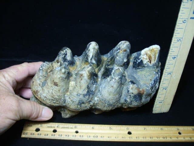 Mastodon americanum  Molar (041424f) - Image 3