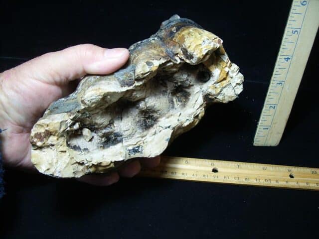 Mastodon americanum  Molar (041424f) - Image 4