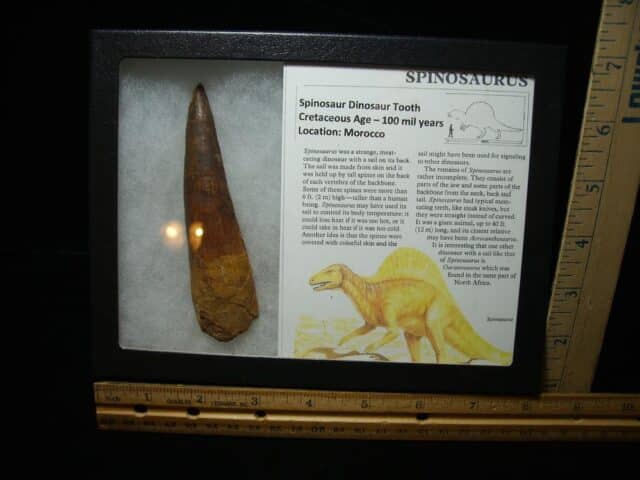 Large Authentic Spinosaurus Dinosaur Tooth (042224a) - Image 2