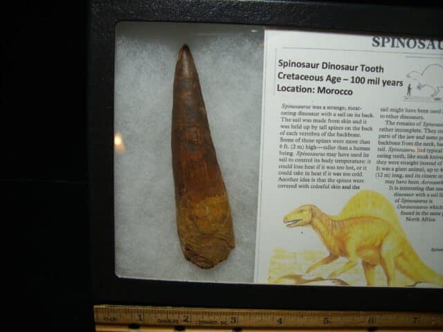 Large Authentic Spinosaurus Dinosaur Tooth (042224a)