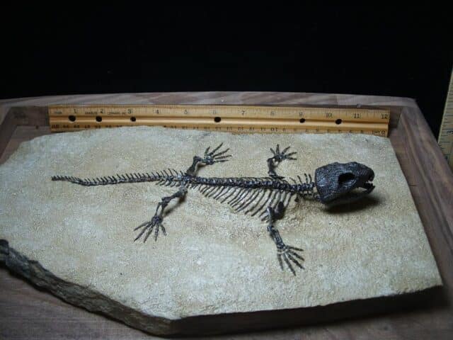 Captorhinus Permian Reptile Skeleton (089124a) - Image 3