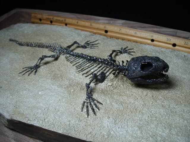 Captorhinus Permian Reptile Skeleton (089124a) - Image 4