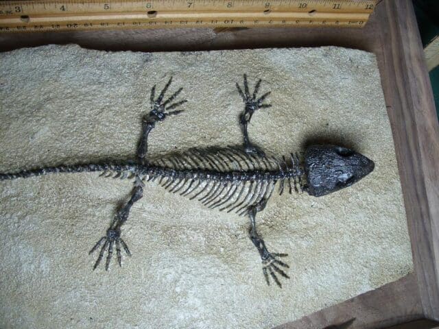 Captorhinus Permian Reptile Skeleton (089124a) - Image 5