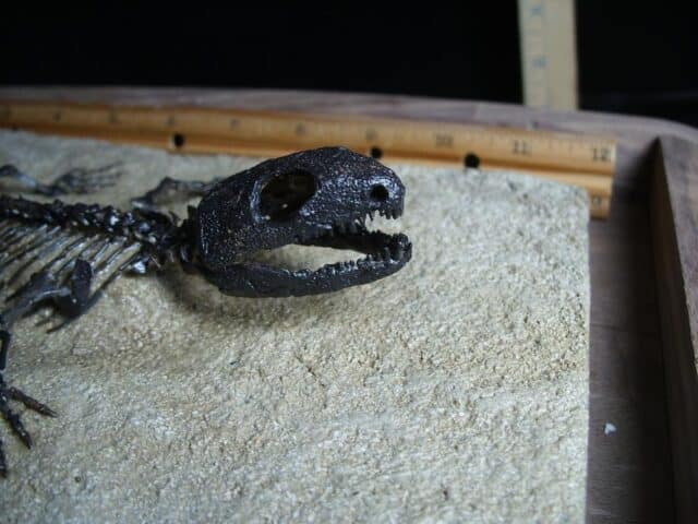 Captorhinus Permian Reptile Skeleton (089124a) - Image 6
