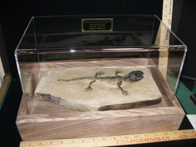 Captorhinus Permian Reptile Skeleton (089124a) - Image 2