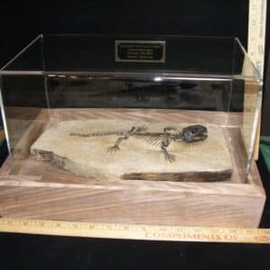 Captorhinus Permian Reptile Skeleton (089124a)