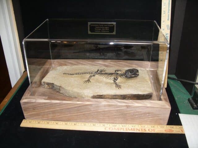 Captorhinus Permian Reptile Skeleton (089124a)