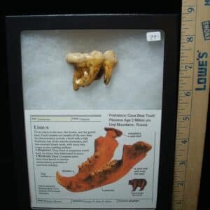 Fossilized Cave Bear Molar (050224b)